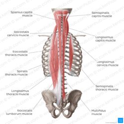 Muscles back body rhomboid major teres trapezius bodybuilding muscle anatomy latissimus rear erector exercises builder deltoid builders workout muscular gym